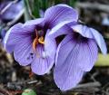 Saffron Crocus / Crocus sativus